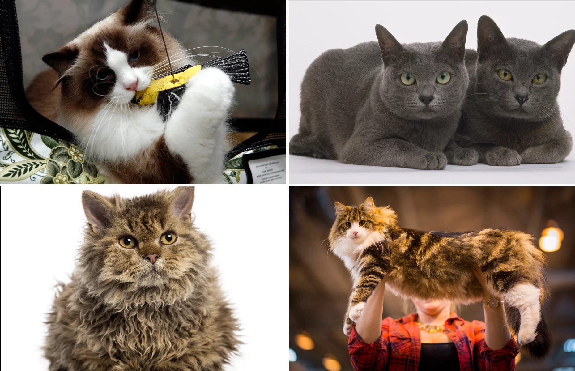 Какого кота лучше