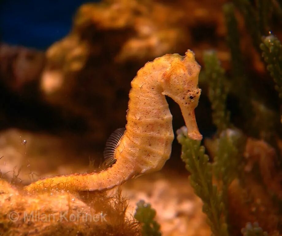 Морской конек живой. Морской конек (Hippocampus Hippocampus). Пятнистый морской конек. Большебрюхий морской конек. Hippocampus Erectus.