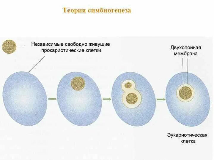Эволюция первых клеток. Гипотеза симбиогенеза схема. Маргулис теория симбиогенеза. Схема эволюции эукариотических клеток. Теория симбиоза.
