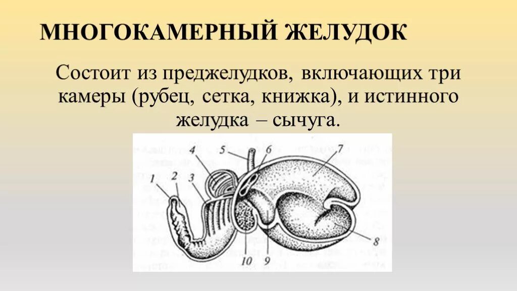 Гипотония преджелудков. Строение многокамерного желудка жвачных. Строение однокамерного и многокамерного желудка у животных. Строение многокамерного желудка КРС. Анатомия многокамерного желудка животных.