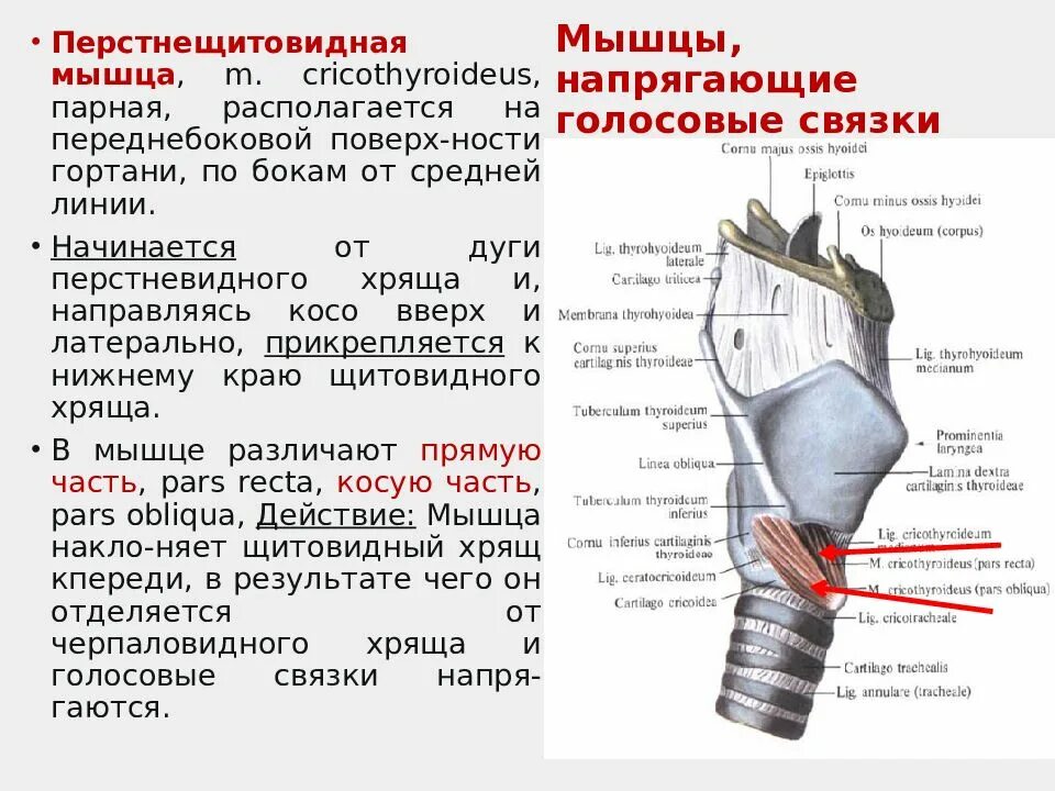 Гортань на латыни
