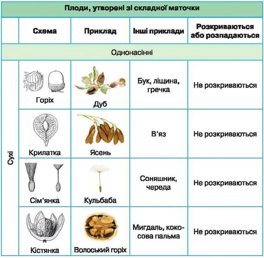 Классификация плодов цветковых растений. Строение плодов растений. Схема плодов биология 6 класс. Плоды растений биология.