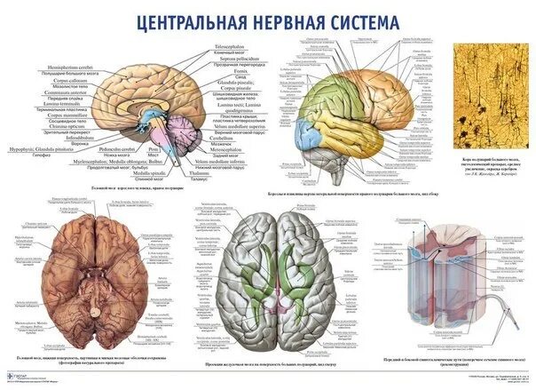 Центральная нервная система латынь. Анатомия ЦНС на латыни. Анатомия нервной системы на латыни. Нервная система на латинском. Нервная система латынь
