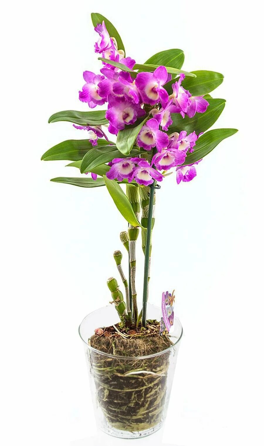 Орхидея Дендробиум Нобиле. Орхидея Dendrobium Nobile. Орхидея дегдробиум набухла. Цветок Дендробиум Нобиле.
