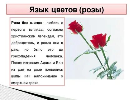 Цветы глаза цветы слова