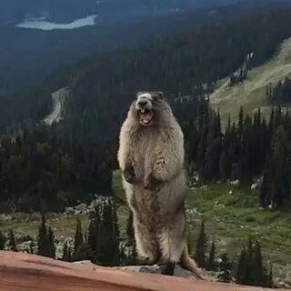Мем с орущим бобром
