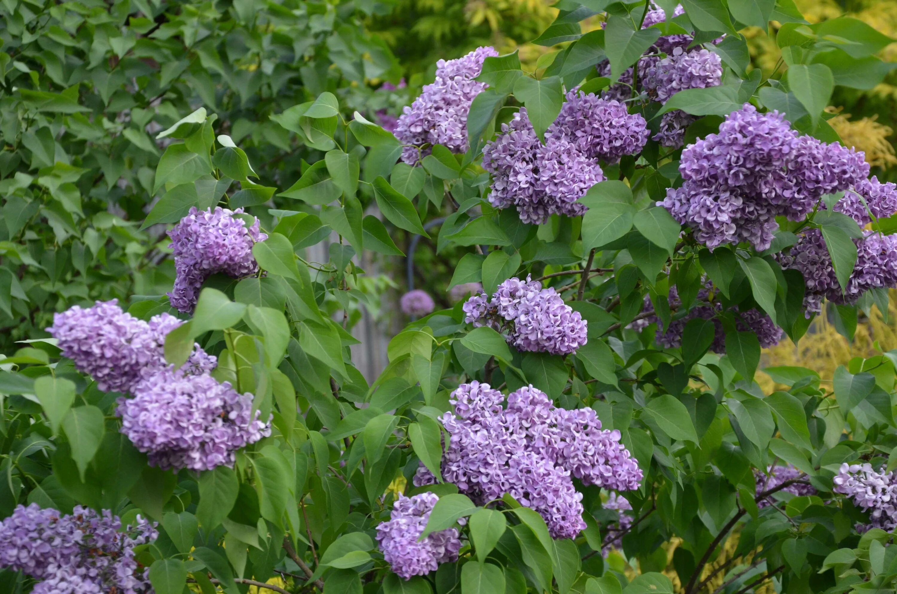 Сирень особенности. Сирень Syringa vulgaris.