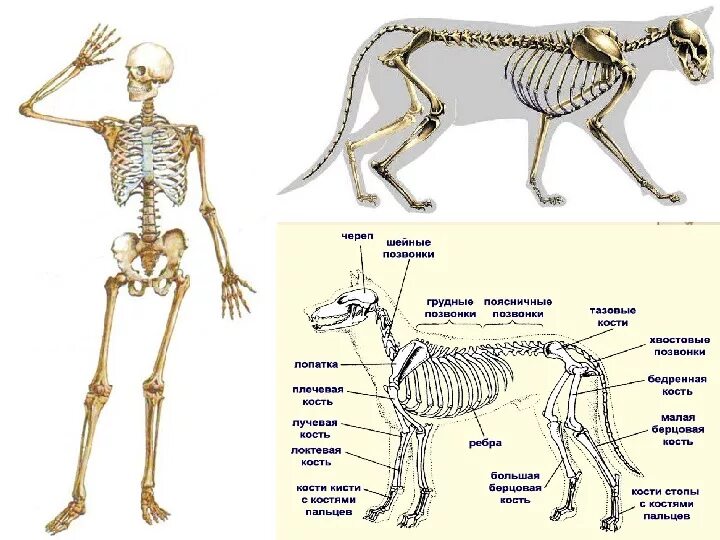 Скелет млекопитающего 7 класс биология. Скелет млекопитающих 7 класс. Скелет млекопитающего 8 класс биология. Скелет млекопитающих 7 класс биология собака. Отделы скелета млекопитающих животных