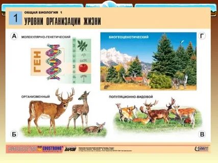 Многообразие форм живых организмов 9 класс