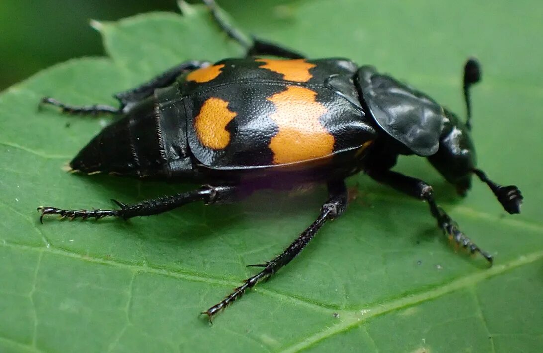 жук могильщик обыкновенный. могильщик отзывы. могильщик погребальный жук. жук nicrophorus. могильщик отзывы.