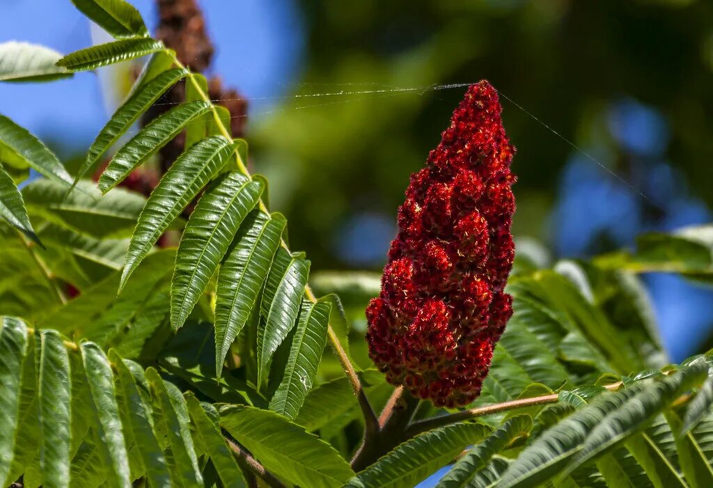 Сумах где находится. Сумах оленерогий. Сумах дубильный (Rhus coriaria. Сумах оленерогий плоды. Сумах ядоносный (лаковое дерево).