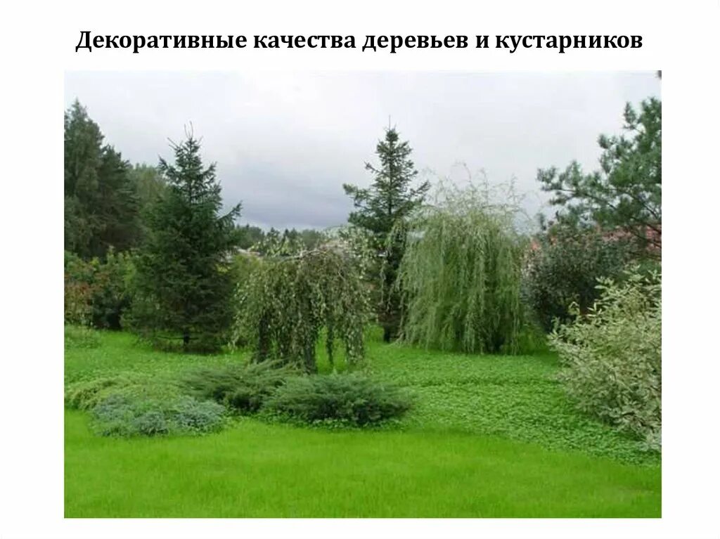 Ель повислая. Ель повислая. Группа древесных растений. Туя розмарин миксбордер. Альбом брунс для ландшафта.