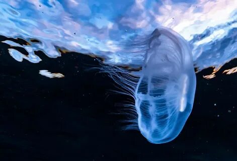 Медузы в черном море у берега