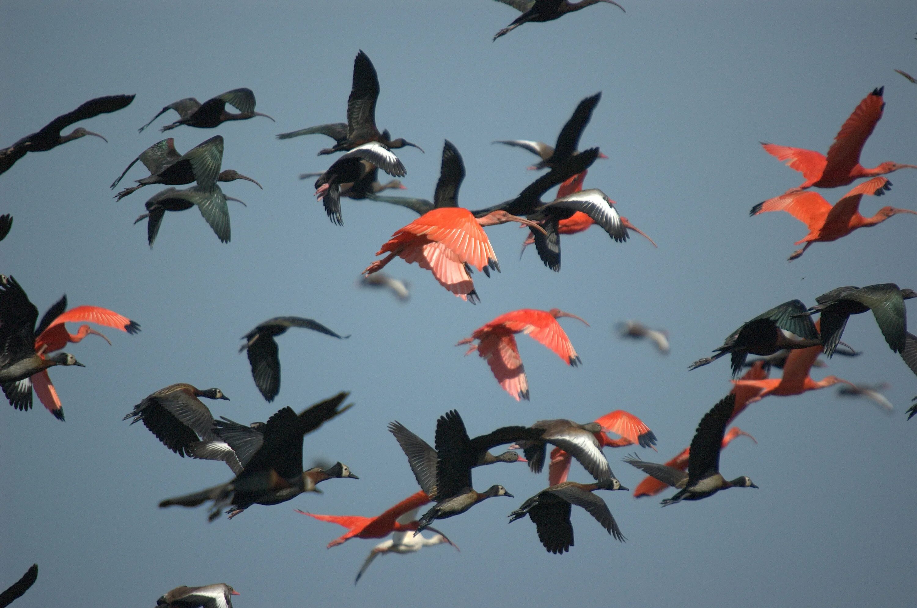 Миграция птиц. Стая птиц. Стая разноцветных птиц. Сезонные перелеты птиц.