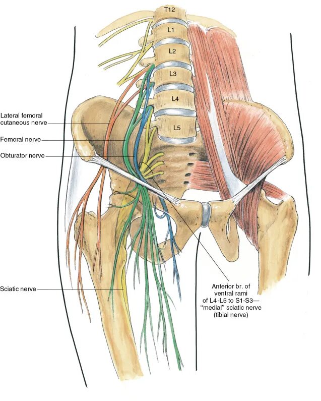 Невропатия полового нерва. Латеральный нерв бедра анатомия. Седалищный нерв анатомия схема. Запирательный нерв иннервирует. Седалищный нерв иннервация.