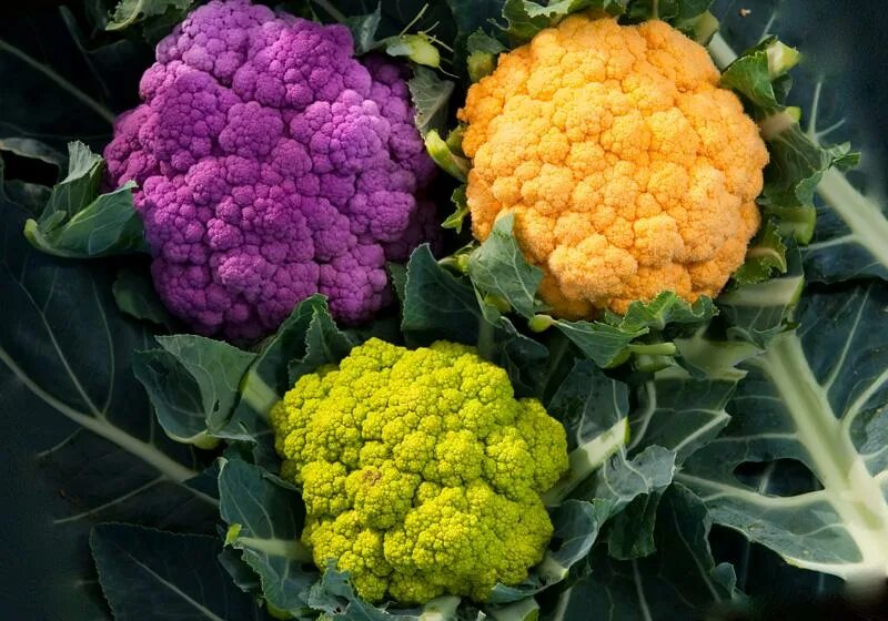 Можно ли сажать цветную капусту. Капуста цветная е6. Капуста цветная Сицилия пурпурная. Кочан цветной капусты.