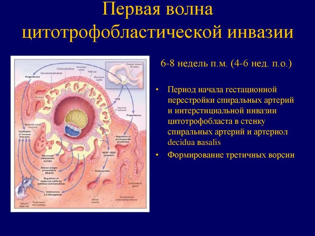 Инвазия трофобласта в спиральные артерии. Первая волна цитотрофобластической инвазии. Волны инвазии трофобласта. Первая волна инвазии трофобласта происходит на.