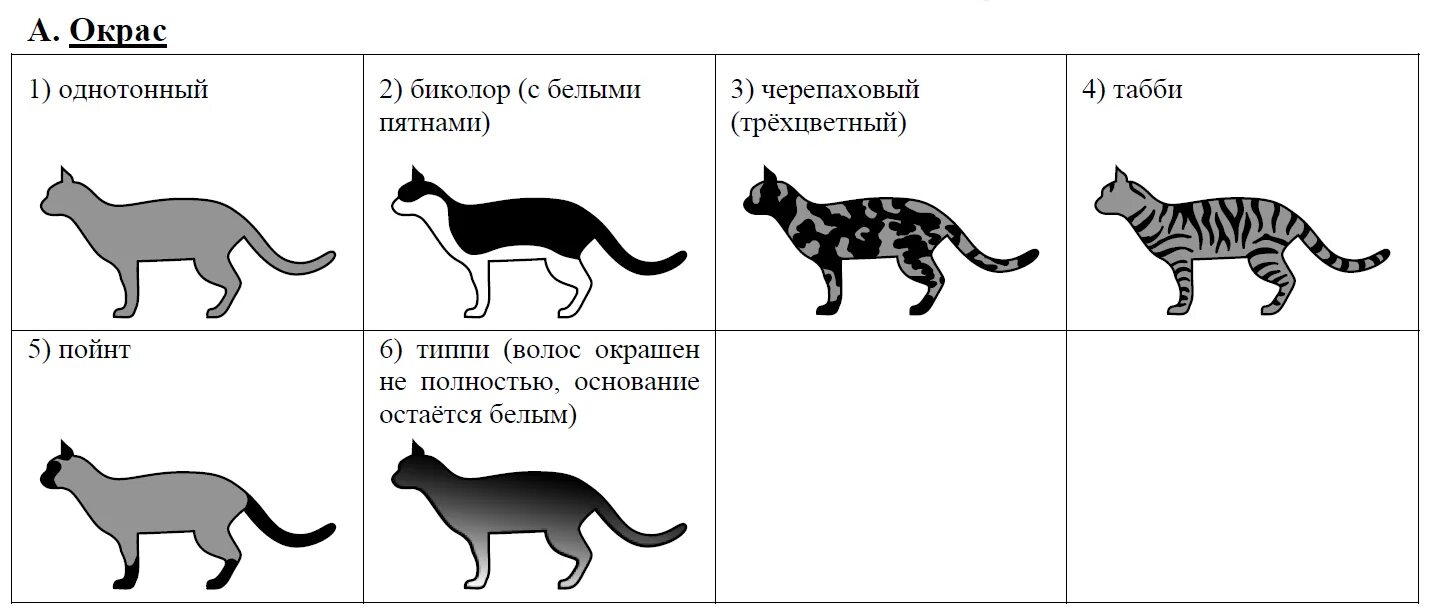 Рассмотрите фотографию кошки породы. Бенгальская кошка форма головы. Форма ушей у бенгальской кошки. Бенгальская кошка худая. Бенгальская кошка вес по месяцам.