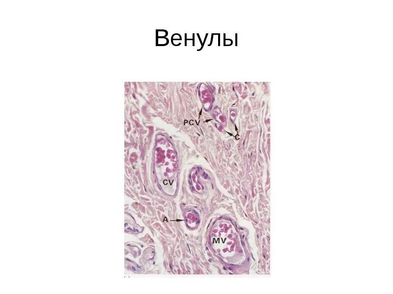 Венулы гистология. Строение венулы гистология. венула строение гистология. строение стенки венулы гистология. венулы функции гистология.