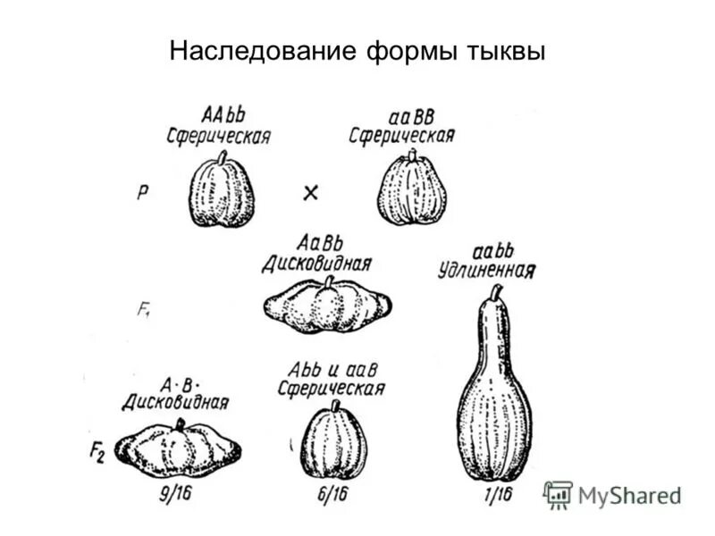 Фенотип растения. Фенотип растения. Независимое наследование признаков решетка пеннета. Фенотип гороха. Наследственность горох мендель.