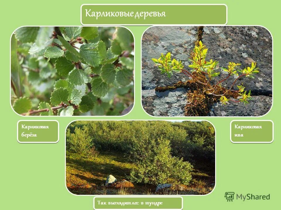 карликовые березы чукотки. что не растет в тундре. есть растение в тундре. растительный мирт тундры. карликовая береза и полярная ива.