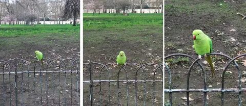 Зеленый попугай балашиха