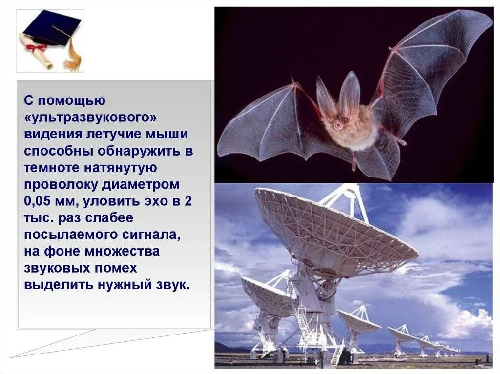 Какой тип сенсорной системы используют летучие мыши
