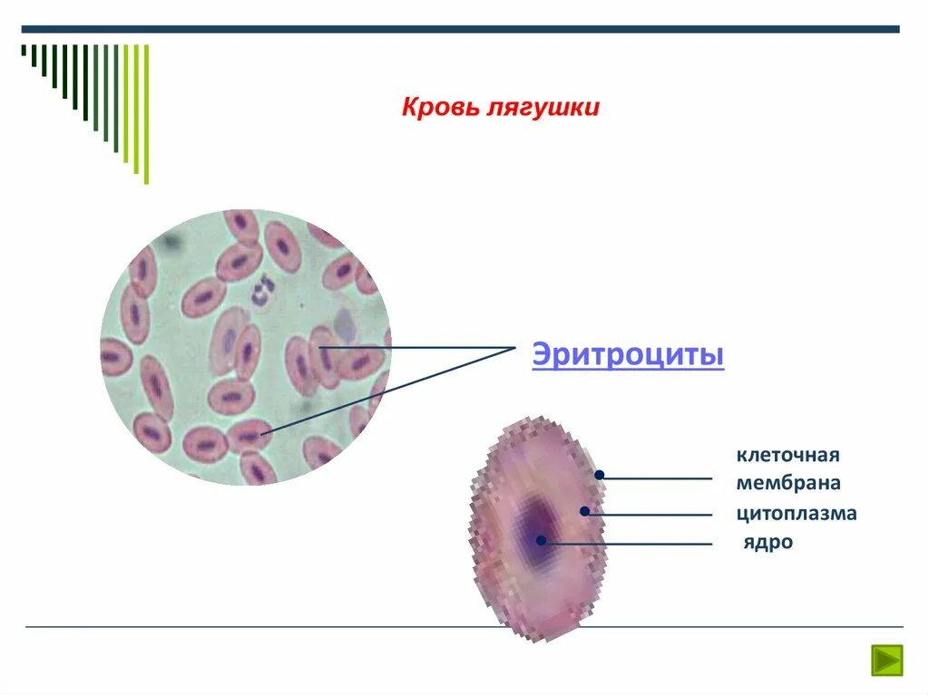 Цитоплазма эритроцита лягушки. Строение клетки эритроцита лягушки. строение эритроцитов лягушки рисунок. строение эритроцита крови лягушки. строение крови лягушки под микроскопом.