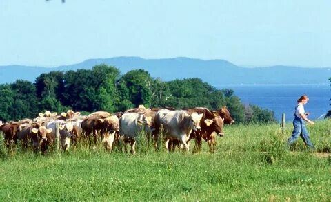 Human farm