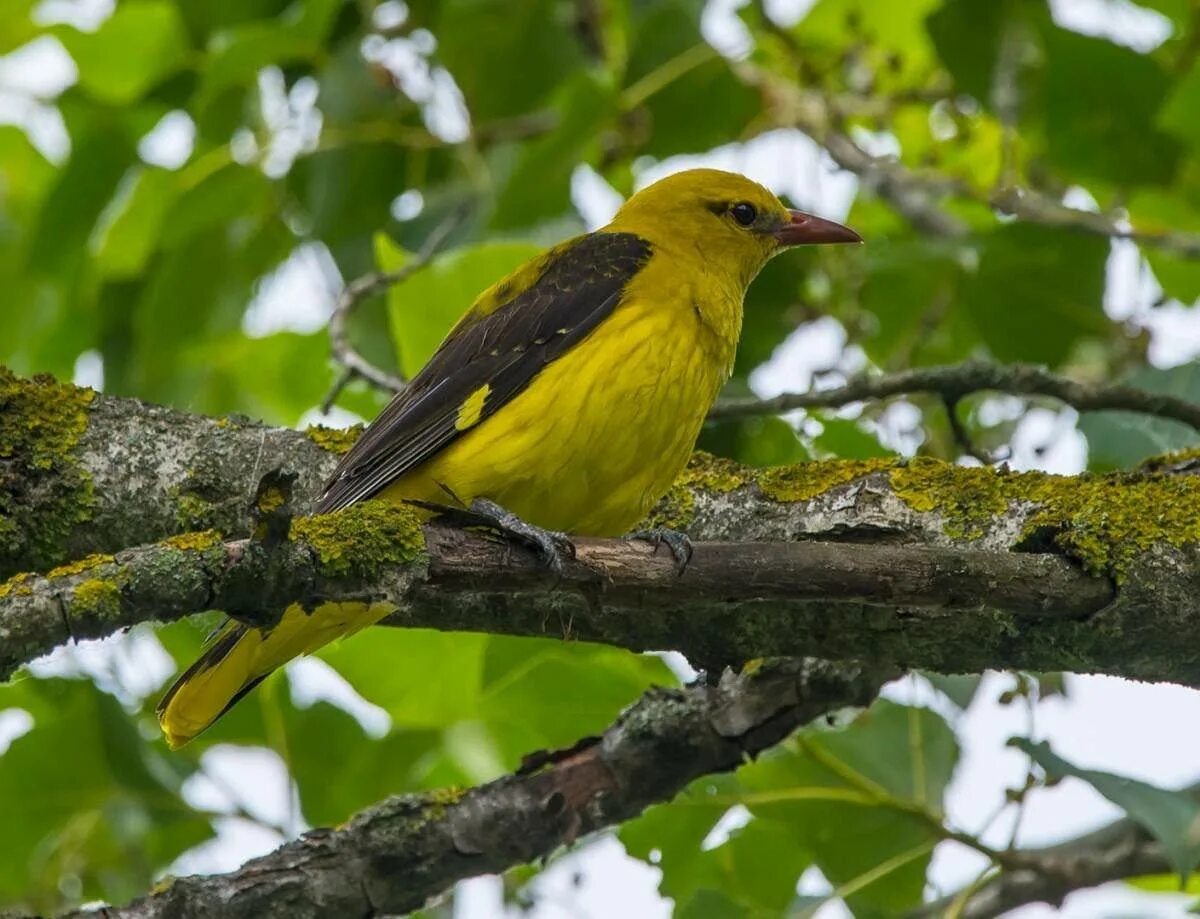 Иволги воробьинообразные. Черноголовая иволга. Иволга щегол. Китайская черноголовая иволга. Китайская черноголовая иволга.