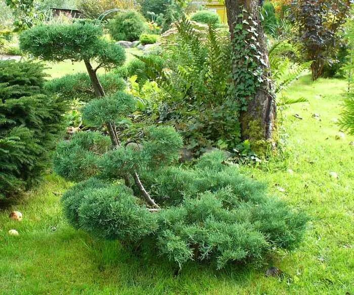 Казацкий можжевельник выстриженный. Как формировать можжевельник. Туя смарагд ниваки. Можжевельник казацкий ниваки. Стрижка можжевельника казацкого ниваки.