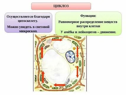Как можно наблюдать движение цитоплазмы 6 класс