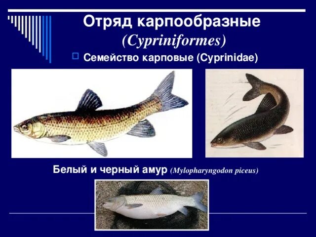 Внешнее строение карпообразных