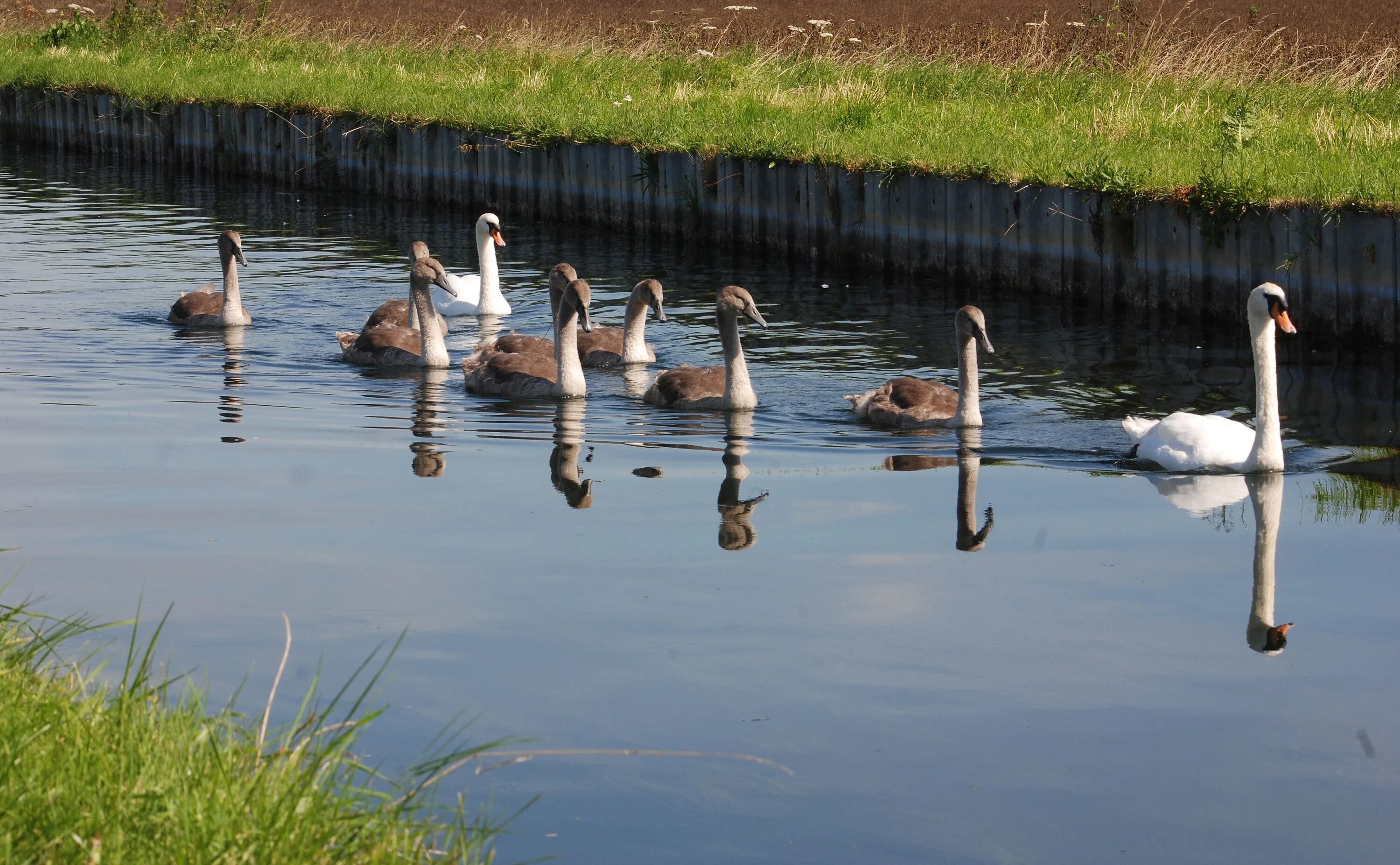 Утиный пруд. Птицы на пруду. Озеро с утками. Пруд для гусей.