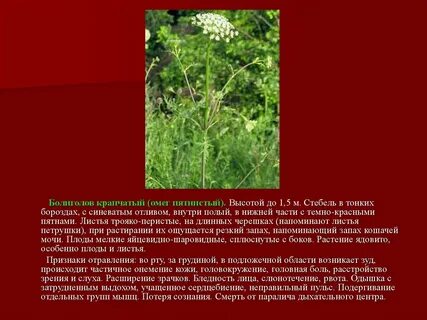 Болиголов растение фото описание