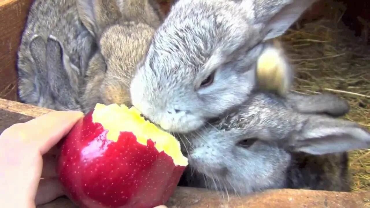 Зайчик ест. Зайчик кушает. Кормление кроликов. Кролик ест яблоко. Можно давать хлеб кроликам