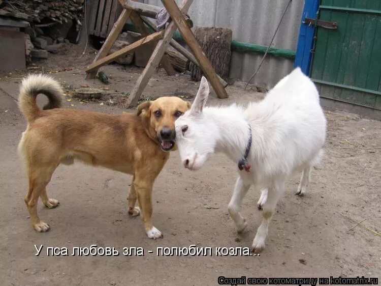 мужики козлы юмор. зато любимое. вредная и капризная. демотиваторы с животными. зато любимое.