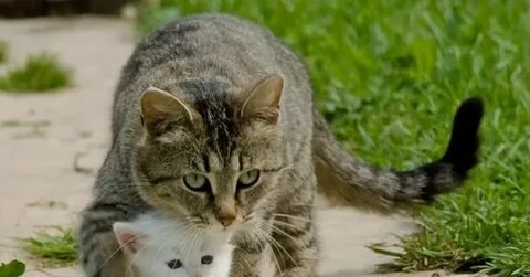 Не надо меня трогать я позову брата