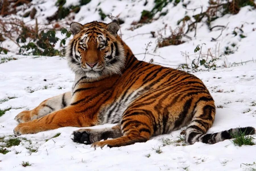Tigers are the largest