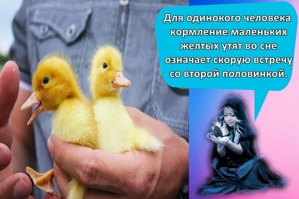 Утка кряква птенцы. Утята породы черри велли. Селезень. Синий кряква. Милый утенок.