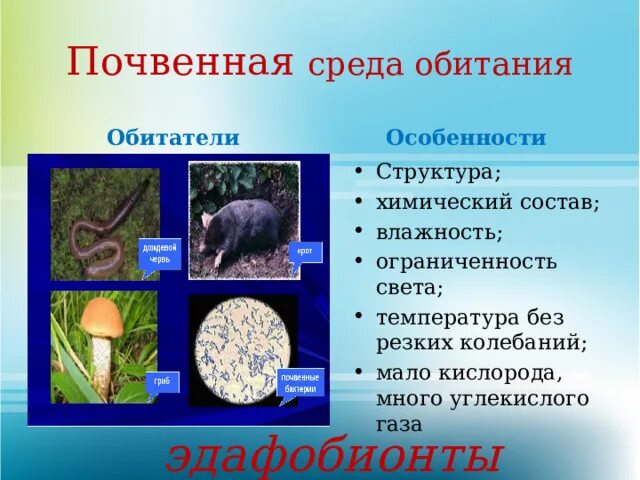 Почвенная среда обитания. Почвенная среда обитания характеристика обитатели. Организмы обитающие в почвенной среде. Особенности почвенной среды жизни.