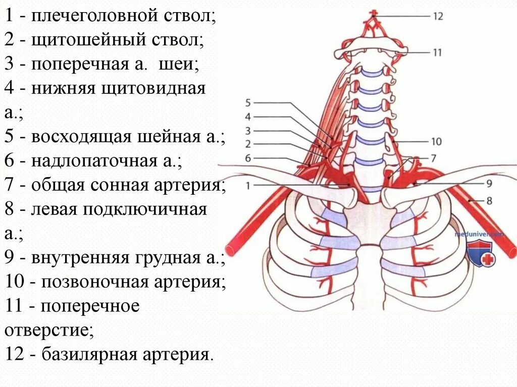 1 Отдел подключичной артерии. Рёберношейный ствол анатомия. Анатомия человека подключичная артерия. Реберно шейный ствол анатомия.