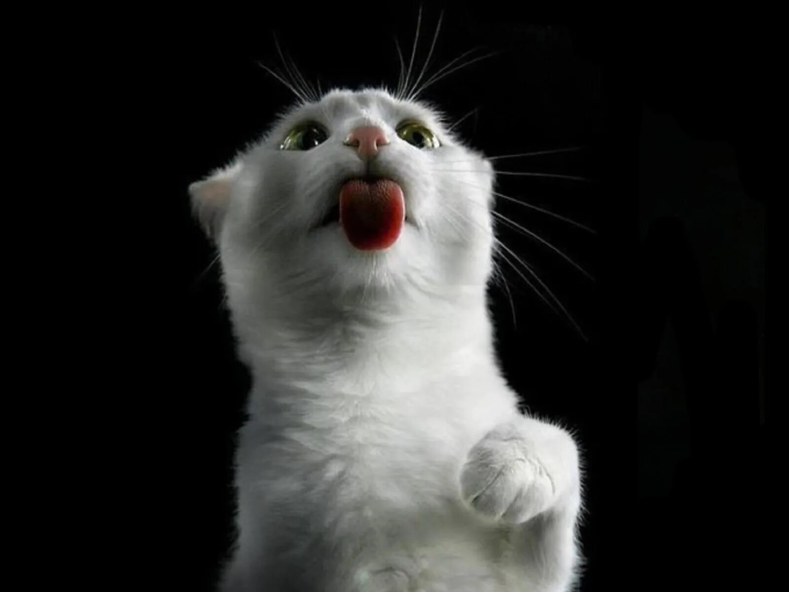 Кот облизывает экран. Кот смеется. Белый кот смеется. Смешной белый котик. Язык на телефон прикольные