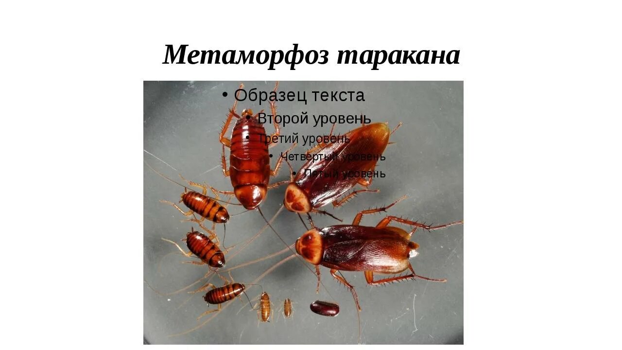 Стадии развития тараканов. Таракан прусак тип развития. таракан прусак стадии развития. стадии развития таракана. рыжий таракан.