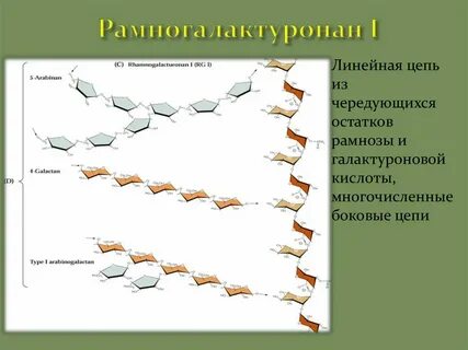 Линейная цепь