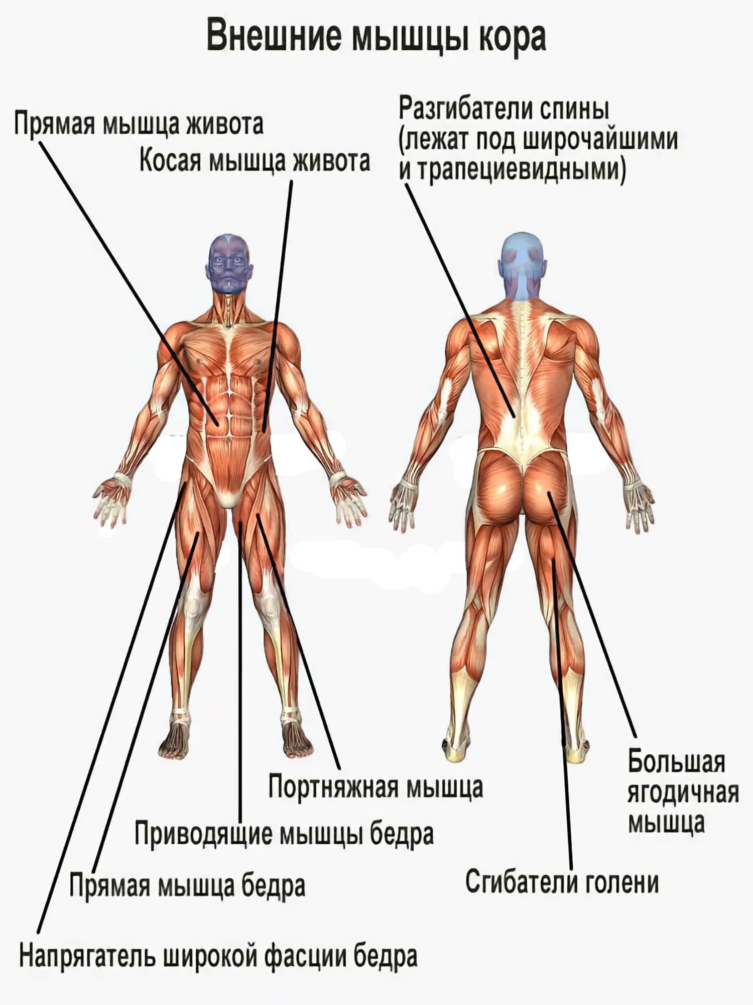 Какие мышцы наиболее развиты