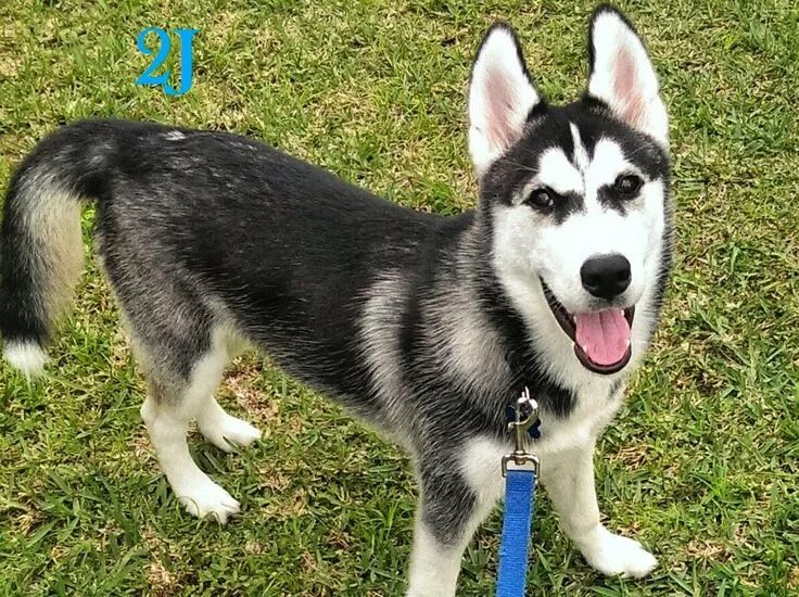 Хаски 5 месяцев. Сибирский хаски 5 месяцев. хаски 8 месяцев. husky 5%. хаски сибириан блэк.