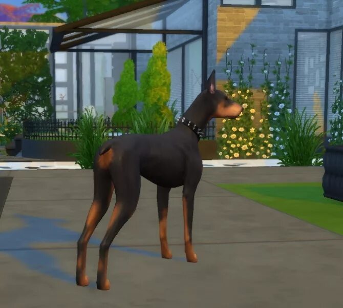 Как добавить животное в симс. Sims 4 доберман. доберман в симс 4. симс 4 собака доберман. доберман-пинчер в симс 4.