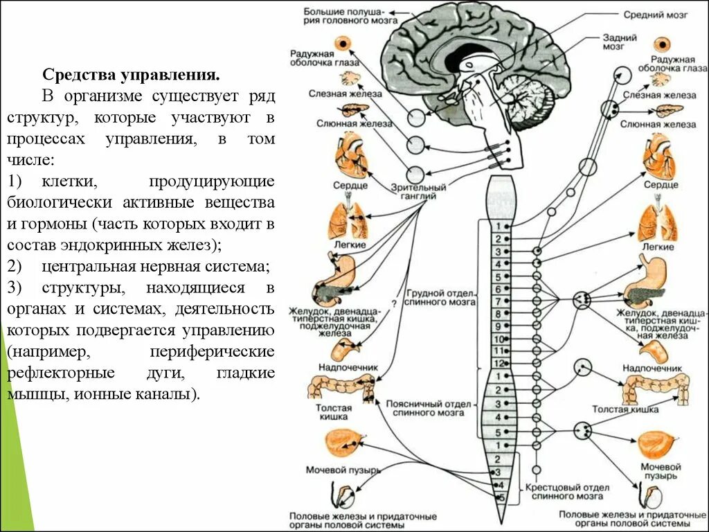 Какой рефлекс спинного мозга. Вегетативная нервная система головного мозга. Спинальные центры вегетативной нервной системы. Вегетативные центры спинного мозга. Центры рефлексов спинного мозга.