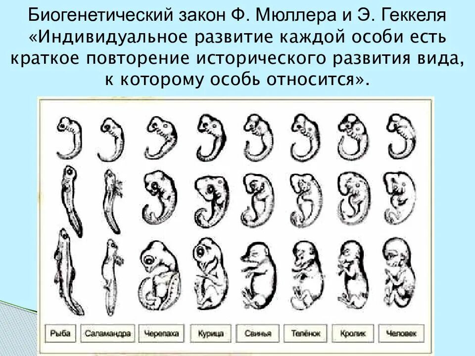Теория рекапитуляции Геккеля. Эволюция эмбриона Геккель. Закон зародышевого сходства Геккеля Мюллера. Теория Мюллера Геккеля.
